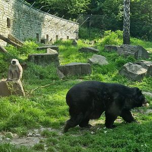Asiatic Black Bear/Hanuman langurs