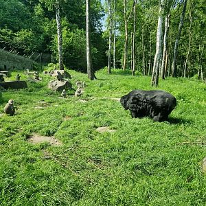 Asiatic Black Bear/Hanuman langurs