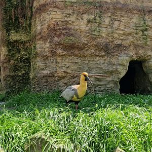 Pampas Walkthrough Aviar