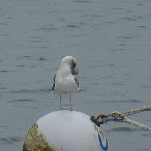 Weird gull at Monterey Harbor
