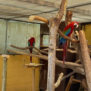 Green-winged Macaws