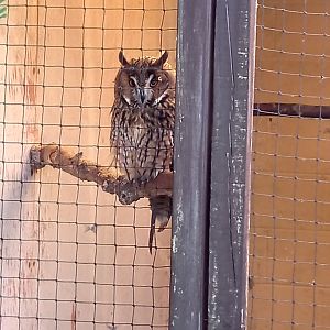 Long-eared Owl
