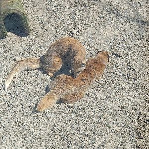 Yellow Mongooses