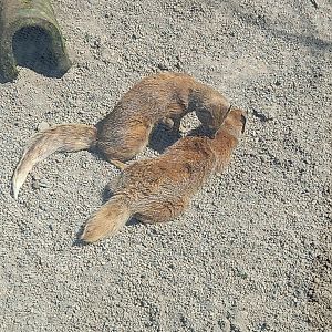 Yellow Mongooses