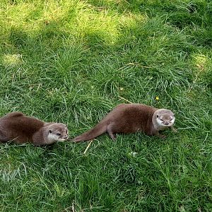 Asian Small-clawed Otters