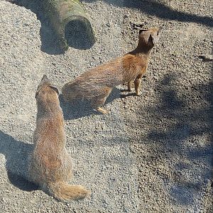 Yellow Mongooses