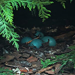 Eggs from solitary tinamou (Tinamus solitarius)