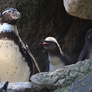 Humboldt penguin (Spheniscus humboldti) chicks