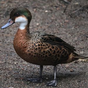 Hybrid duck (Chestnut teal X White-cheeked pintail)