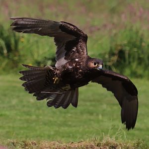 "Altai saker falcon"