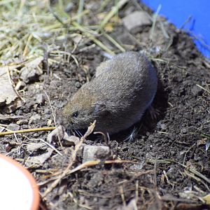 Bavarian pine vole