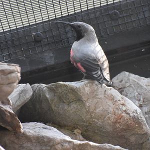 Wallcreeper