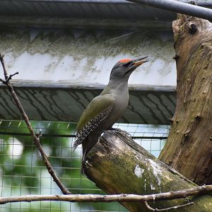 Grey-headed Woodpecker
