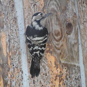 Lesser spotted woodpecker
