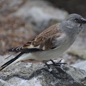 White-winged Snowfinch
