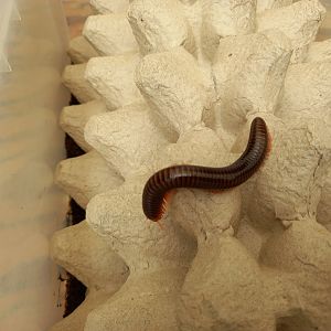 Red-legged Millipede