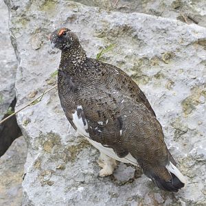 Rock Ptarmigan -male