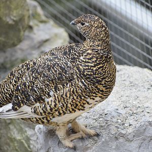 Rock Ptarmigan - female