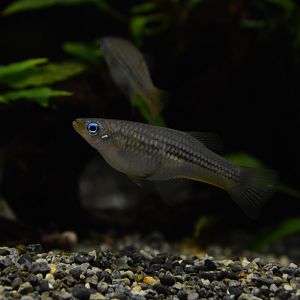 Huber's livebearer (Alfaro huberi)