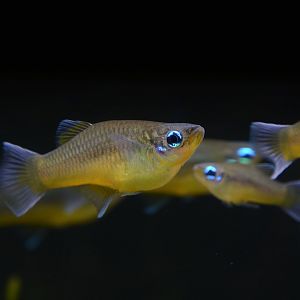 Isthmian priapella (Priapella intermedia)