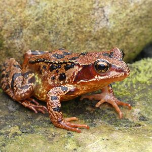 Frog ID? - Landmark Forest Adventure Park