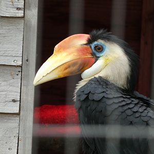 Hornbill ID? - Bird Gardens Scotland CIC