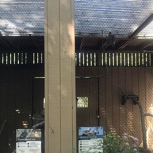 Small Exhibits - Short-eared Owl & Mississippi Kite