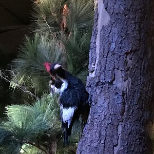 Animatronic/Robot Ivory-billed Woodpecker (Campephilus principalis)