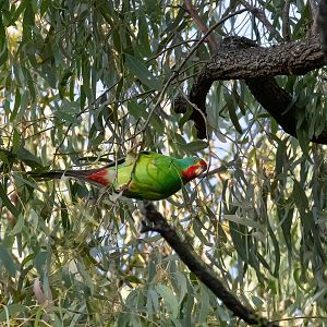 Swift Parrot
