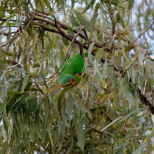 Swift Parrot
