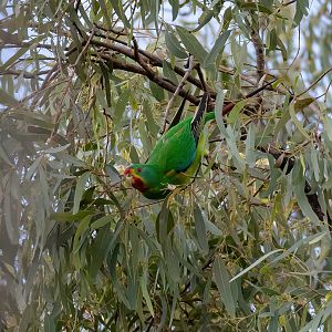 Swift Parrot