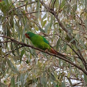 Swift Parrot