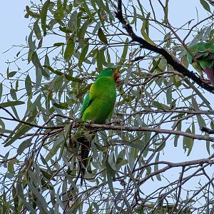 Swift Parrot