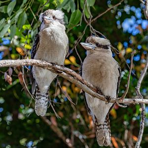 Kookaburras