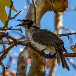 Noisy Friarbird