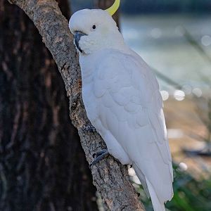 Sulfur-crested Cockatoo