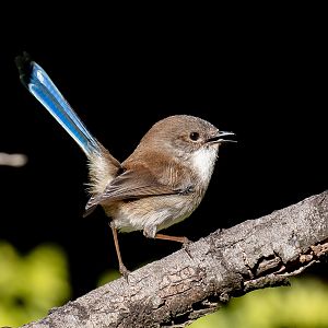 Superb Blue Wren - non-breeding male