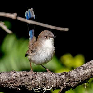 Superb Blue Wren - non-breeding male