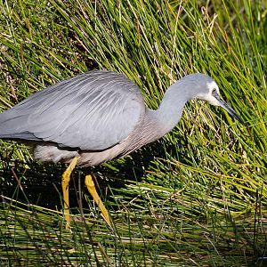 White-faced Heron
