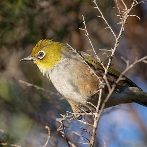 Silvereye