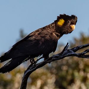 Yellow-tailed Black Cockatoo