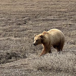 Brown Bear - Alaska