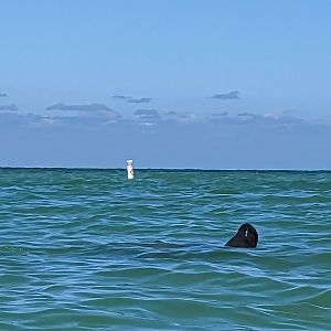 Wild Florida Manatees