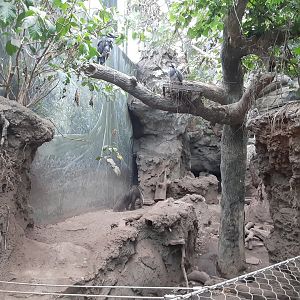 Yellow-Crowned Night Herons over Giant Anteater exhibit