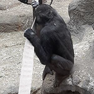 Kayin Eating a Firehose