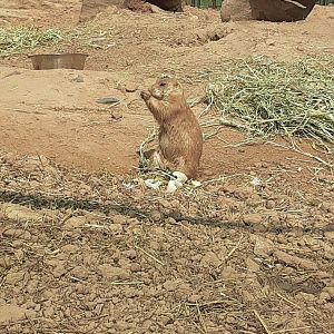 Black-Tailed Prairie Dog