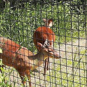 Red Brocket Deer
