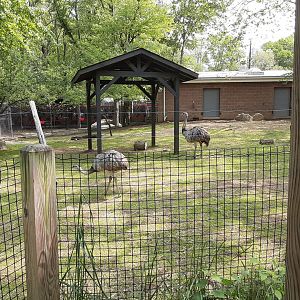 Greater Rhea/Capybara/Brocket Deer Mixed Exhibit