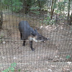 Baird's Tapir