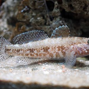 Fish ID - L'Aquàrium Barcelona